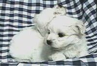 maltese puppy