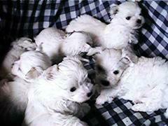 maltese puppies