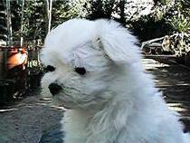 maltese puppy