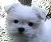 maltese puppy