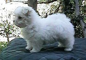 maltese puppy