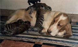 cocker con cachorros de tigre