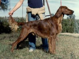 irish setter