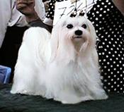 bichon maltese